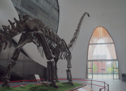 Ordos_museum.Mamenchisaurus.jpg