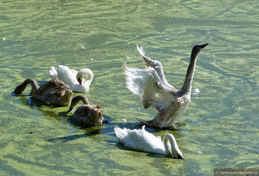 На пути много озер с плавающими дикими лебедями