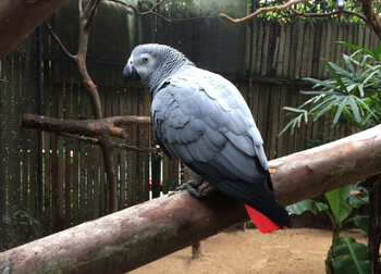 Пять попугаев в британском зоопарке хором оскорбляли посетителей  