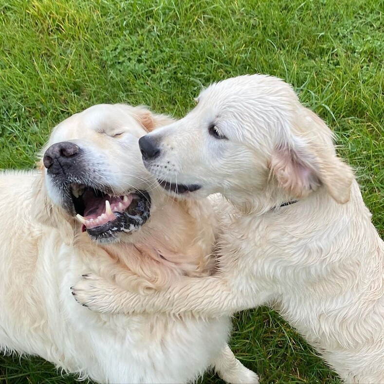 Щенок-поводырь для слепого пса: добрая история дружбы двух золотистых ретриверов