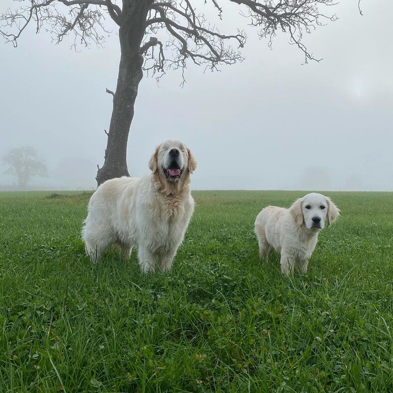 Щенок-поводырь для слепого пса: добрая история дружбы двух золотистых ретриверов