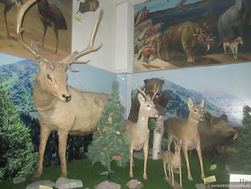 Музей со старыми чучелами животных