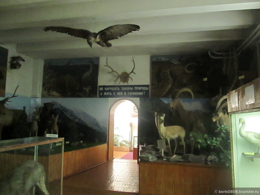 Музей со старыми чучелами животных