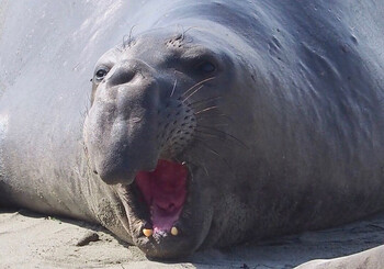 В Чили по улицам города гулял двухтонный морской слон (ВИДЕО)