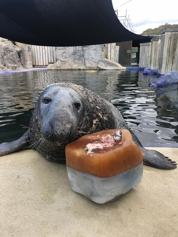 Тюлень не смог сдержать радости, когда ему подарили ледяной торт из рыбы