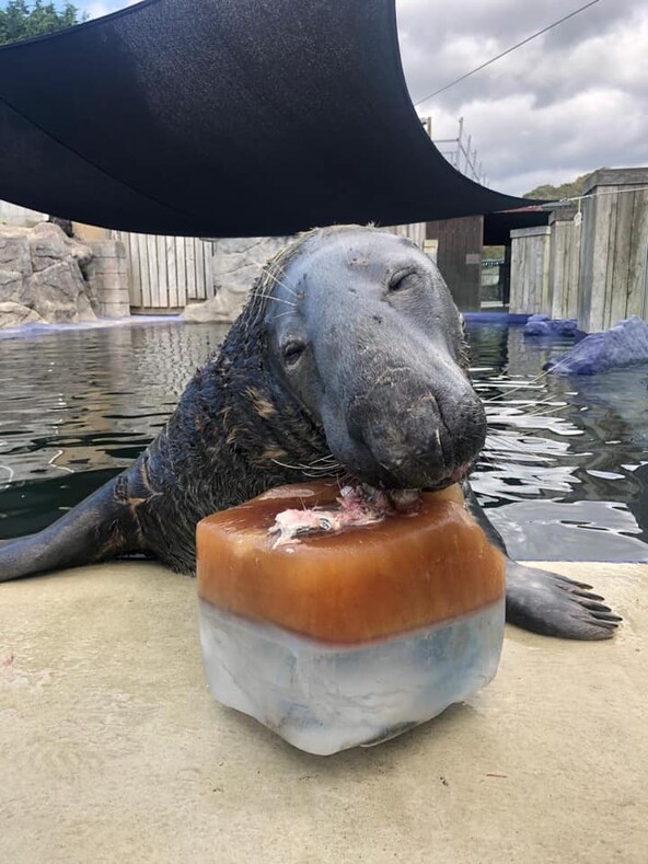 Тюлень не смог сдержать радости, когда ему подарили ледяной торт из рыбы