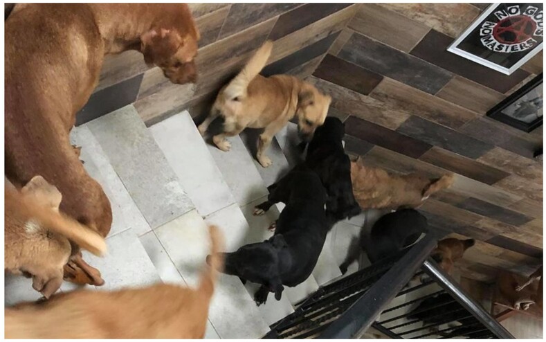 Мужчина приютил у себя дома 300 животных, чтобы спасти их от страшного урагана (фото из дома выглядят пугающе)
