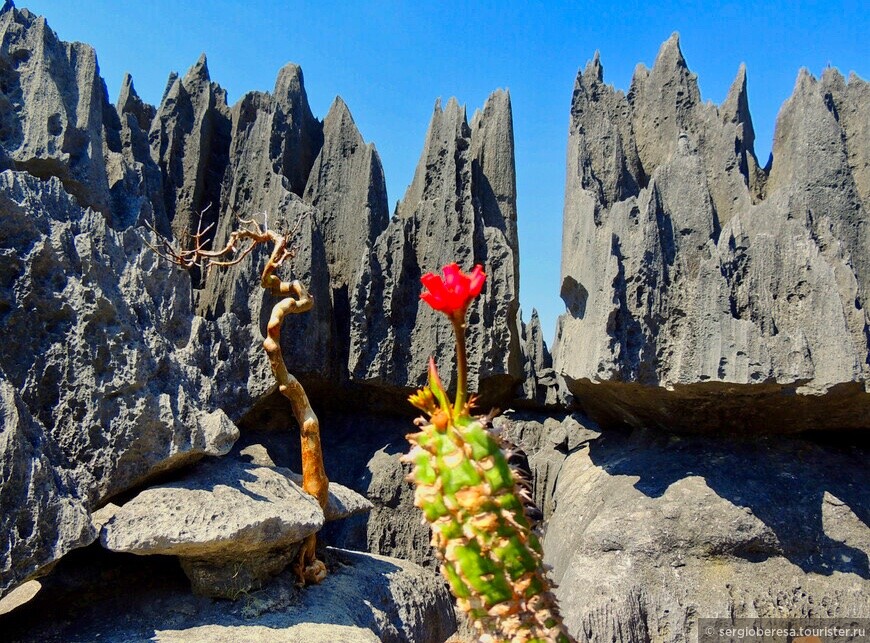 Мадагаскар. Остроконечные скалы Цинги 