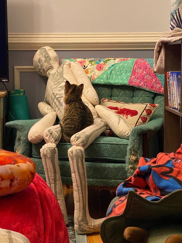 «Что ж, теперь ты знаешь, что она сделает, когда ты умрешь»: реакция кошки на подушку-скелет размером с человека