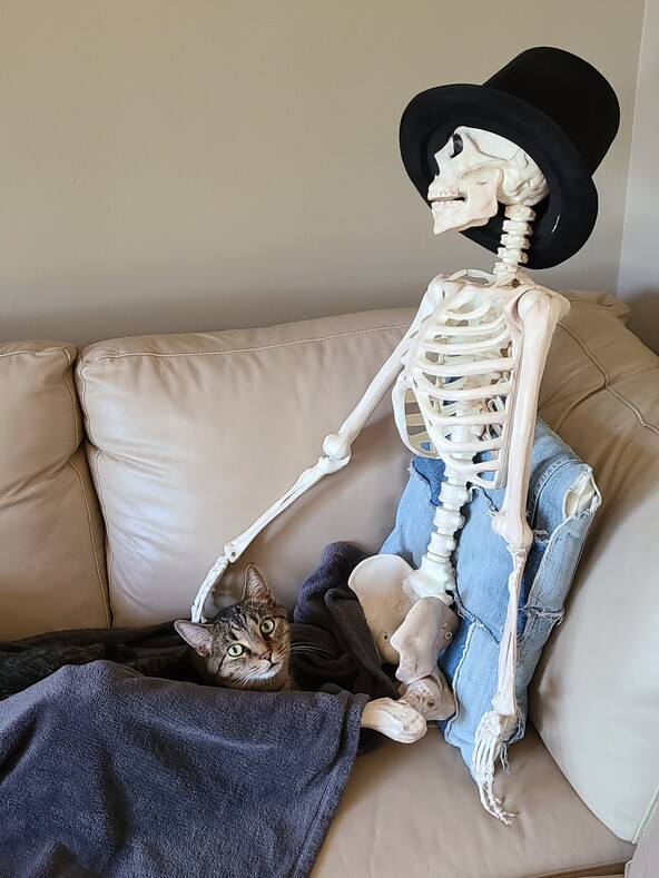 «Что ж, теперь ты знаешь, что она сделает, когда ты умрешь»: реакция кошки на подушку-скелет размером с человека