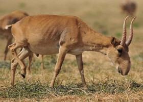 Сайгак – представитель парнокопытных млекопитающих, относящихся к подсемейству настоящих антилоп.