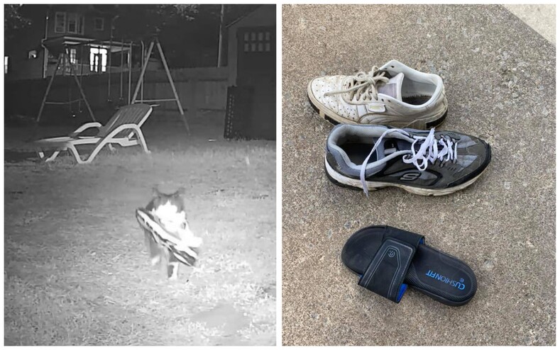 Когда у воришки лапки: кот-клептоман каждую ночь тащит чужую обувь в свой дом (фото коллекции ворованных туфель и гордого кота)