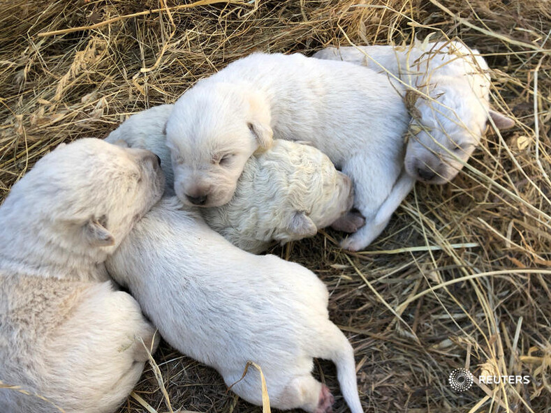 Зеленый щенок: на итальянской ферме родился щенок с необычным окрасом шерсти