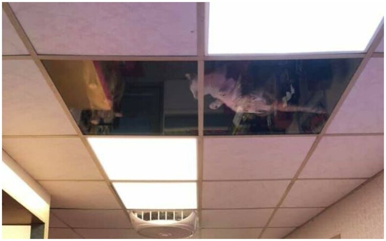 Владелец магазина установил стеклянный потолок, чтобы его коты могли сверху наблюдать за ним и глазеть на посетителей (забавные снимки)