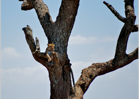 Фотосафари в национальном парке Серенгети