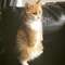 Кот без передних лап, научившийся ходить, как человек, покоряет мир: фото новой Интернет-звезды
