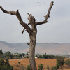 Дерево, на котором повесился Иуда в фильме-опере 