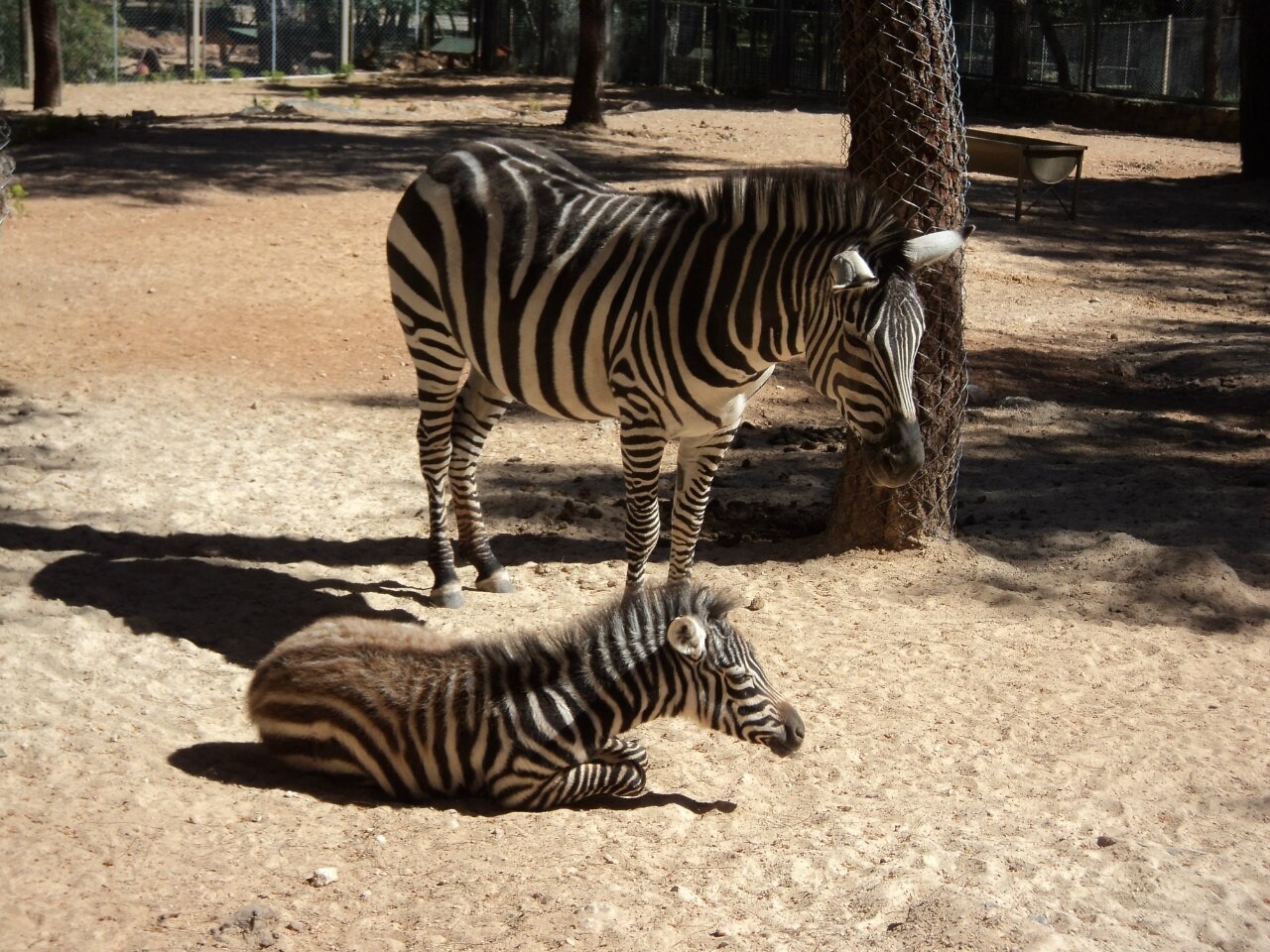 Зоопарк турция