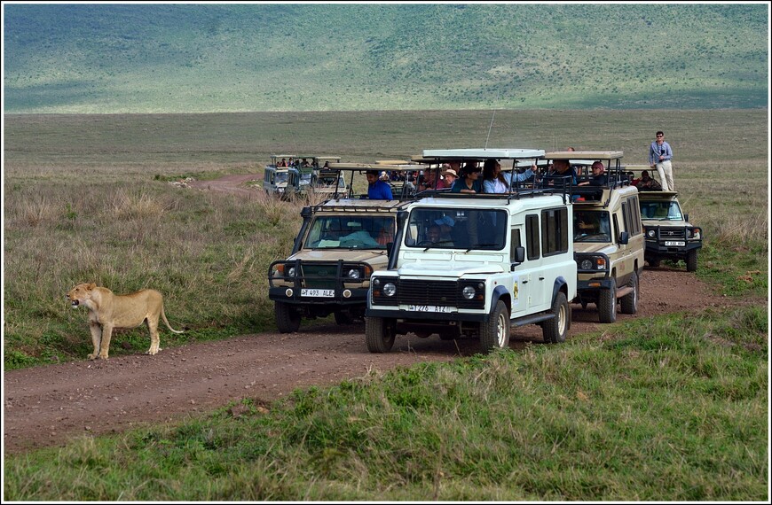 Львы в кратере Нгоронгоро