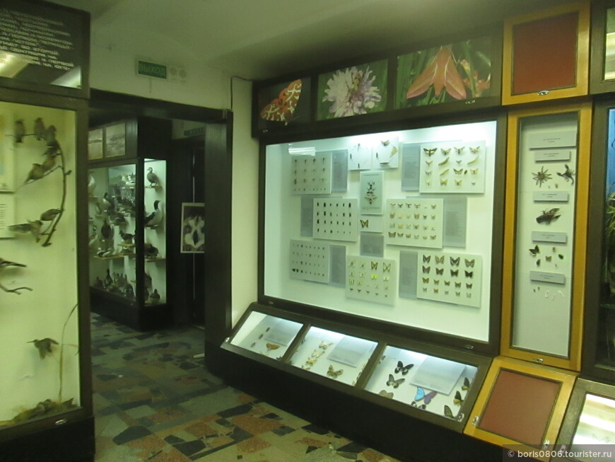 Хороший музей для любителей флоры и фауны