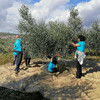 Оливковые рощи в Пунте. По традиции Ассоциация кварнерских гидов помогает в сборе оливок.
