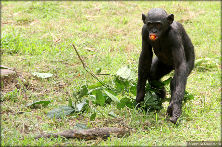 Рай для бонобо или самые любвеобильные обезьяны