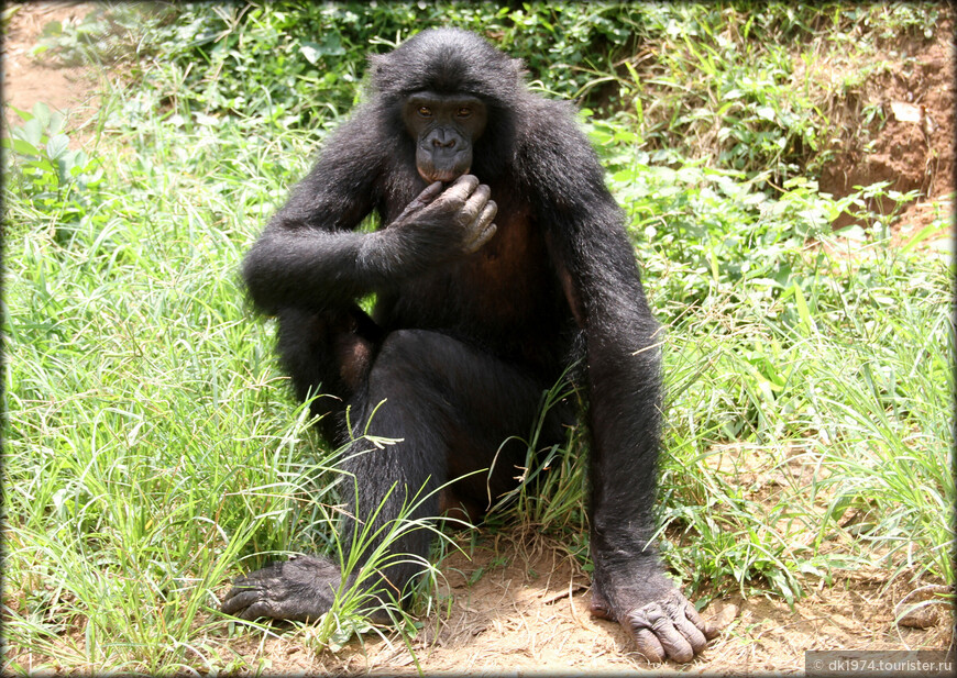 Рай для бонобо или самые любвеобильные обезьяны
