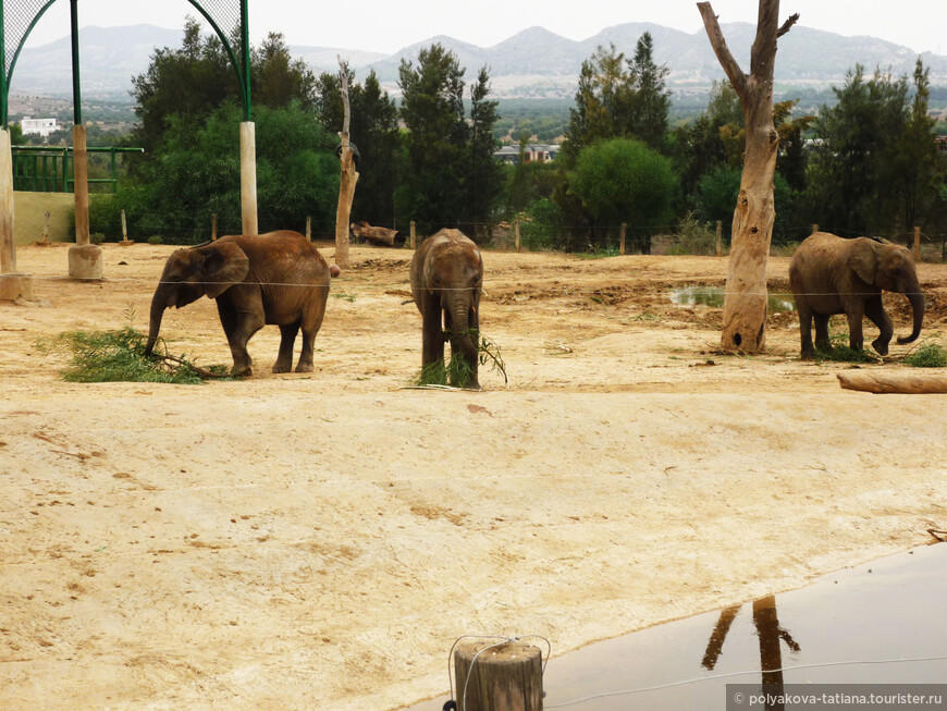 Уютный зоопарк в Тунисе