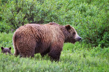 На Аляске пассажирский самолёт сбил медведя