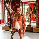 Музей анатомии Делма-Орфила-Рувьер в Париже