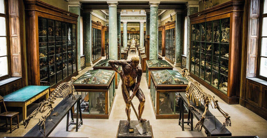 Музей анатомии<br/> Делма-Орфила-Рувьер