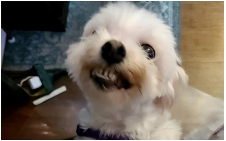 Пользователи делятся фото своих улыбающихся собак — и от этого можно хохотать до слез (15 снимков питомцев, которые спасут ваше настроение)