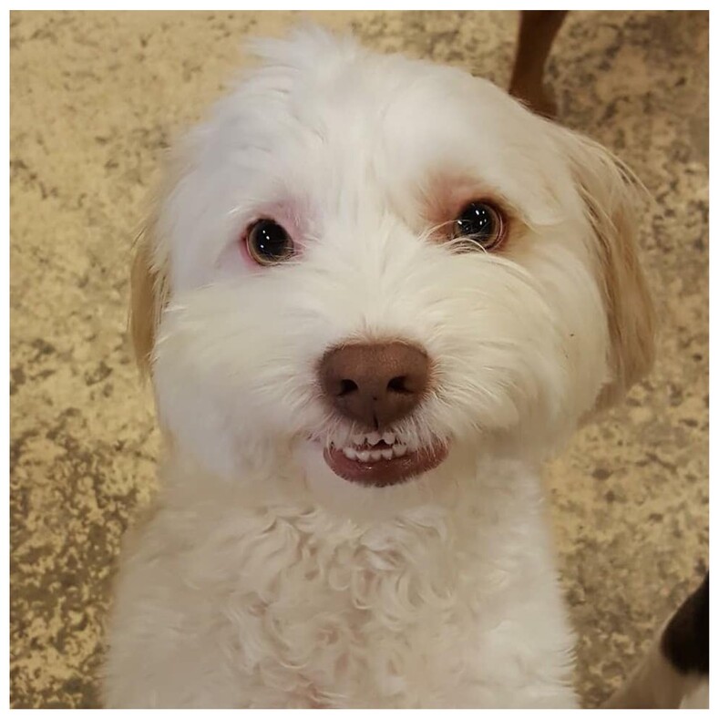 Пользователи делятся фото своих улыбающихся собак — и от этого можно хохотать до слез (15 снимков питомцев, которые спасут ваше настроение)