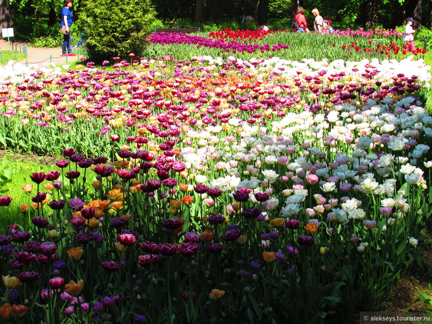 Парк цветов Кейкенхоф