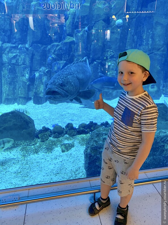Аквариум в Дубае. Это стена аквариума в Дубай молле, которую видят все посетители молла. Чтобы на нее посмотреть не нужно покупать билет.