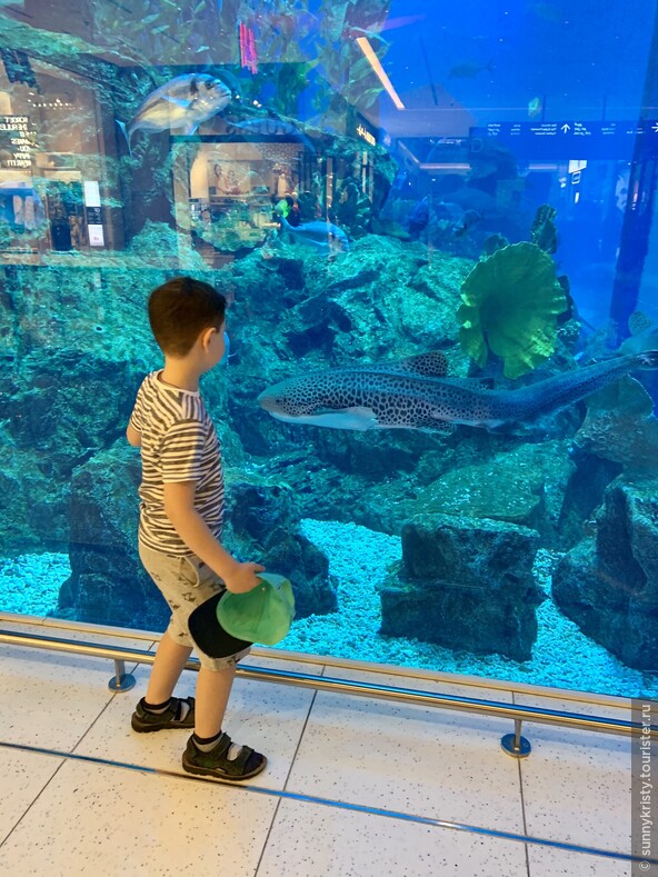 Аквариум в Дубае. Какая то длинющая необычная рыбина. В аквариуме в Дубай молле 33.000 разновидностей рыб и морских животных. А в самом аквариуме 10 миллионов литров воды.