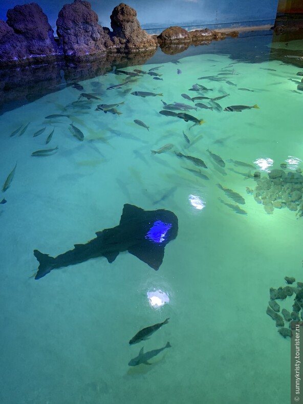 Аквариум в Шардже. В аквариуме есть такие же бассейны с черепахами.