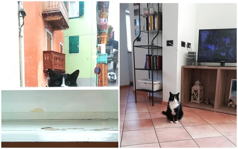 «Мой дом, но не мой кот»: фото животных, которые нагло ворвались в чужой дом и устроились там, как у себя (тот случай, когда не вы выбрали кота, а он вас)