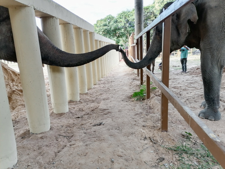 «Самого одинокого слона в мире» освободили после 35 лет жестокого заточения: трогательные фото животного, который впервые за долгие годы увидел другого слона