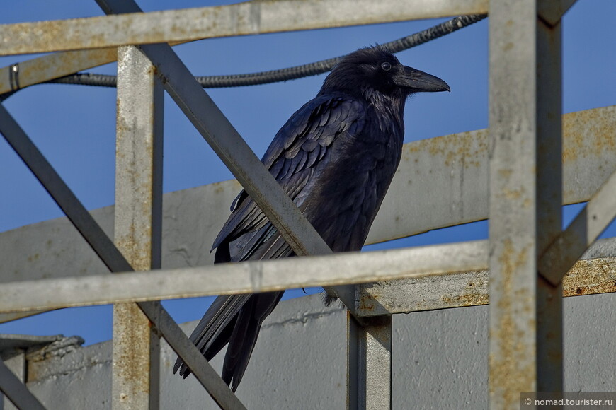Ворон, Corvus corax principalis, Northern Raven