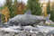 Памятник муксуну -  северная рыба ценных пород..