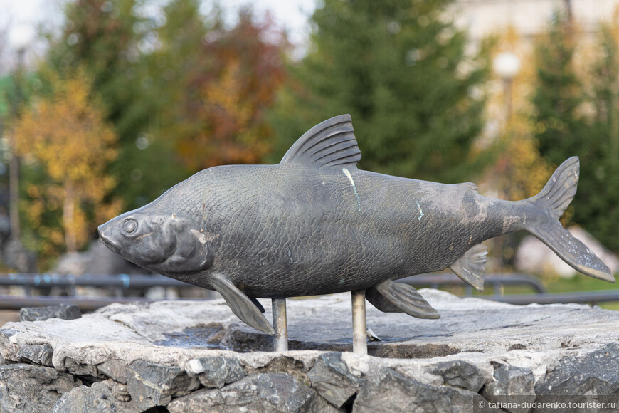Памятник муксуну -  северная рыба ценных пород..
