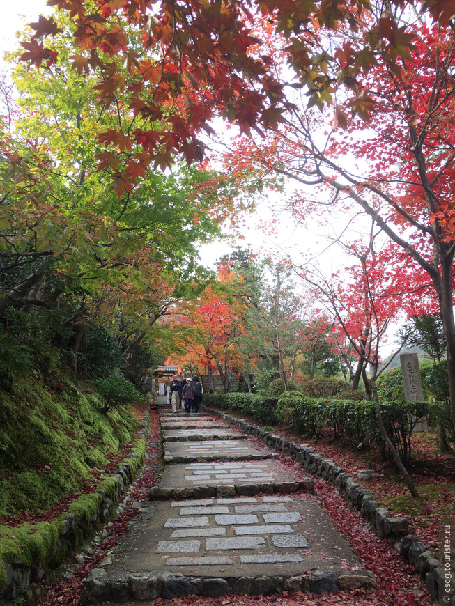 8-ой день в Японии. Киото. Бамбуковый лес, парк обезьян, многочисленные храмы и красные клёны Арашиямы