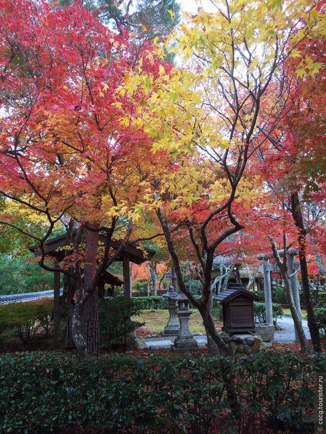 8-ой день в Японии. Киото. Бамбуковый лес, парк обезьян, многочисленные храмы и красные клёны Арашиямы