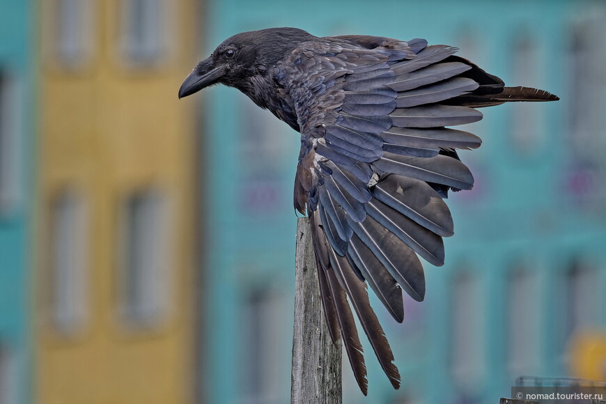 Ворон, Corvus corax principalis, Northern Raven  CH