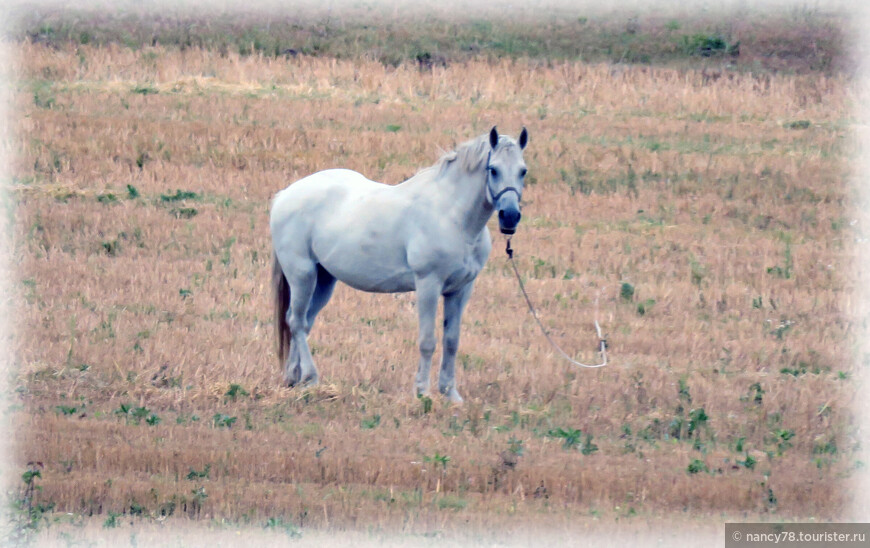 Одинокая белая лошадка