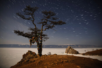 Лиственница возрастом 777 лет на Байкале стала старейшим деревом России