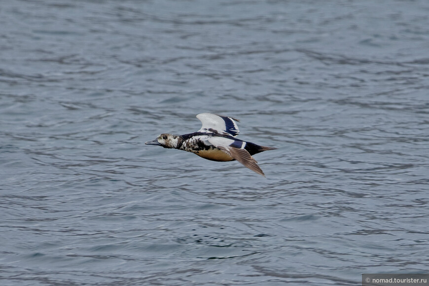 Сибирская гага, Polysticta stelleri, Steller's Eider