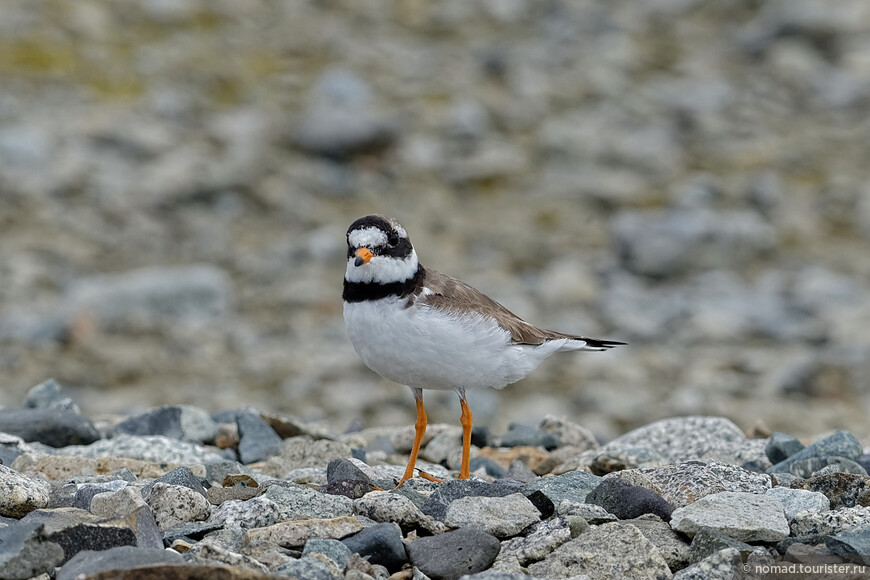 Галстучник, Charadrius hiaticula tundrae, Common Ringed Plover