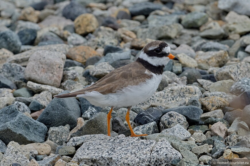 Галстучник, Charadrius hiaticula tundrae, Common Ringed Plover